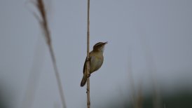 bevrijdingsdag 2022 132